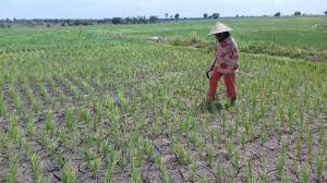 275,5 Hektar Sawah di Kuansing Gagal Panen